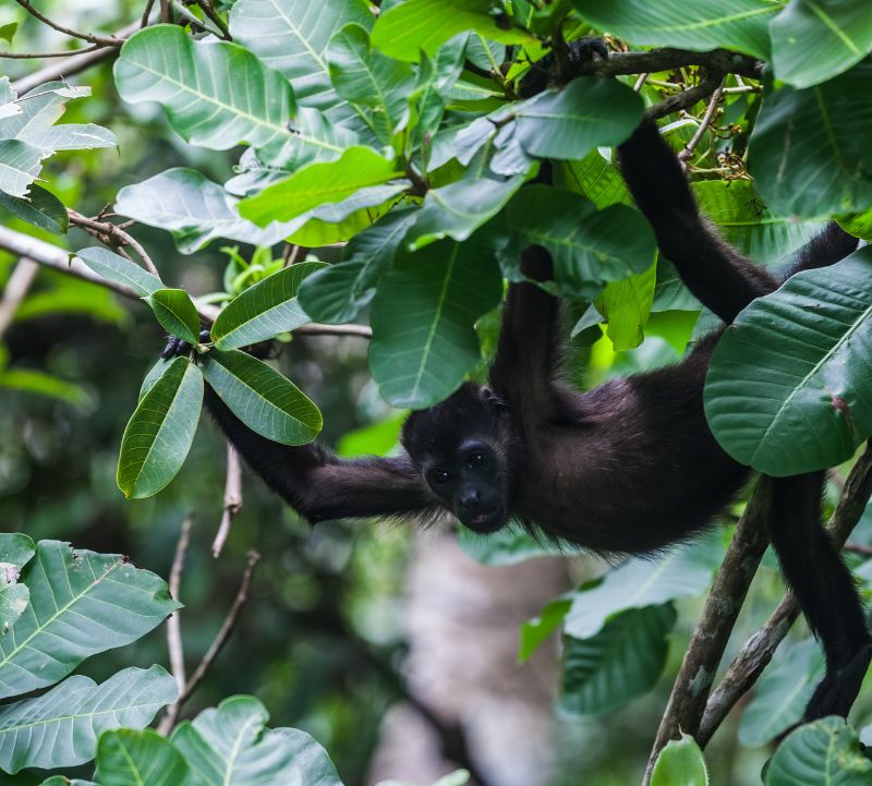 Monkey Island Panama