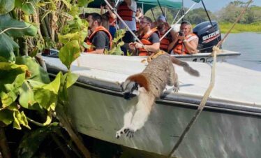 monkey island tour