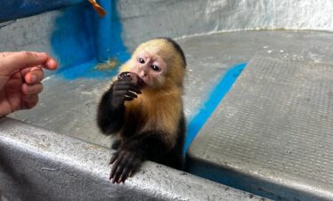 monkey island tour