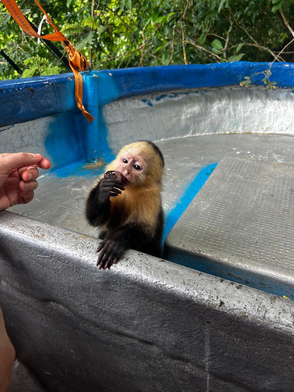monkey island tour